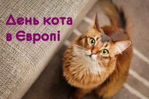 день кота