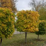 изображение Viber 2025 11 03 12 29 57 813