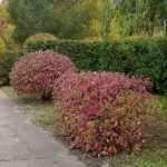 изображение Viber 2025 11 03 12 30 28 769