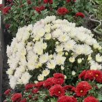 изображение Viber 2025 11 03 12 30 41 086